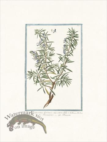 Bonelli 267 Rosemary